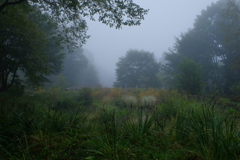 霧雨の庭園