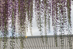 お寺の屋根と藤の花