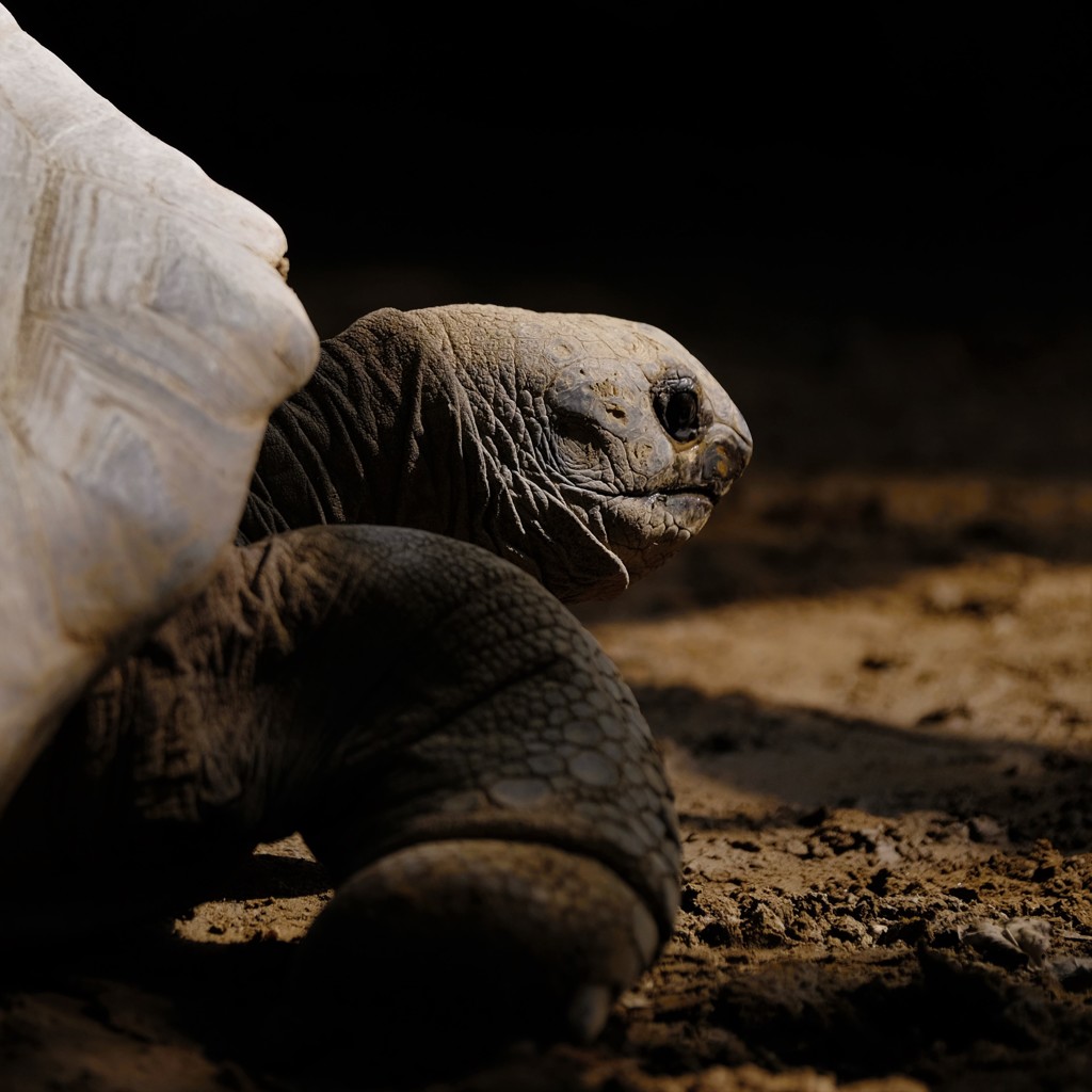 ヒョウモンガメの肖像