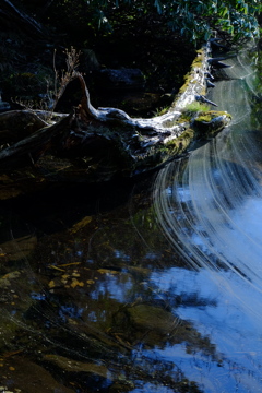 The peace of a forest lake