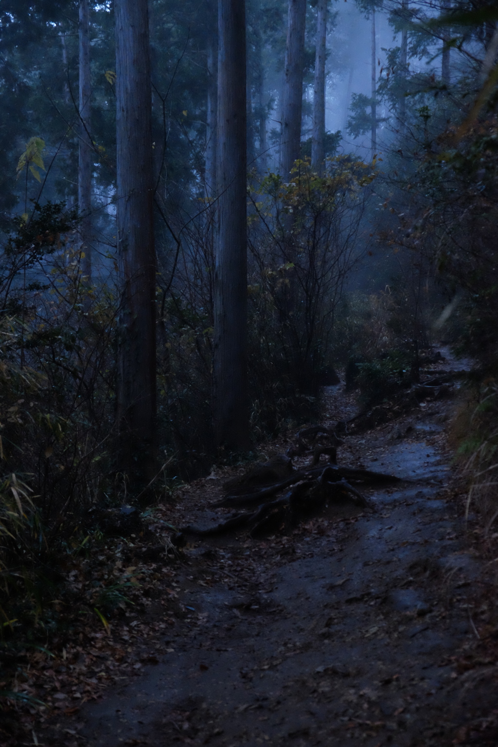 雨の登山道