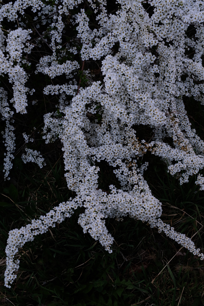 雪柳