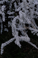 雪柳