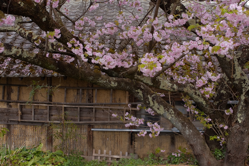 高山村　桜巡り