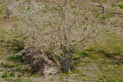 藁とタンポポとプルーンの木