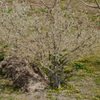 藁とタンポポとプルーンの木