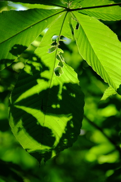 新緑散歩