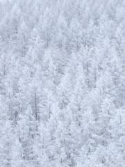 雪のカラマツ林
