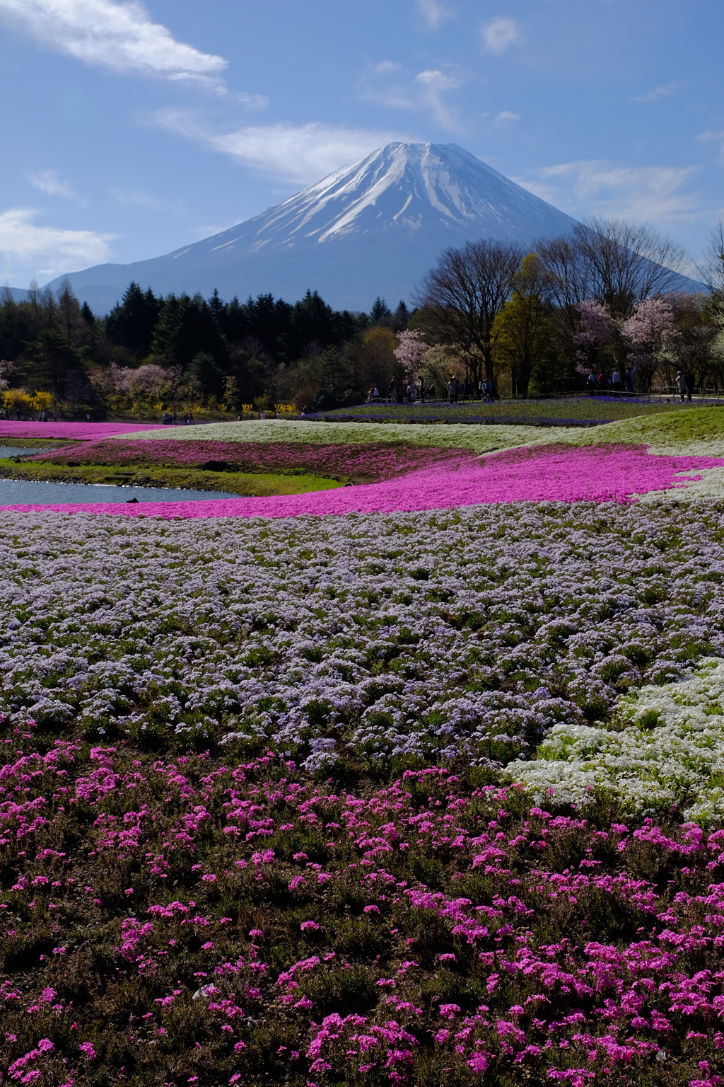 富士芝桜まつりにて