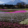 富士芝桜まつりにて
