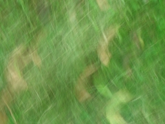 緑の風