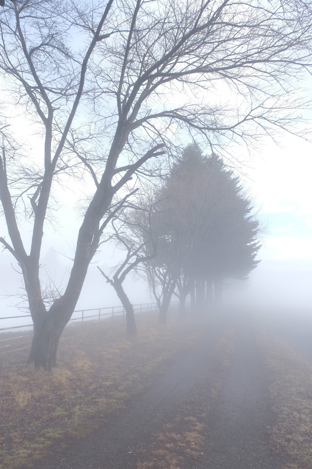 霧の散歩道