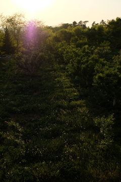 プルーン畑の夕景に