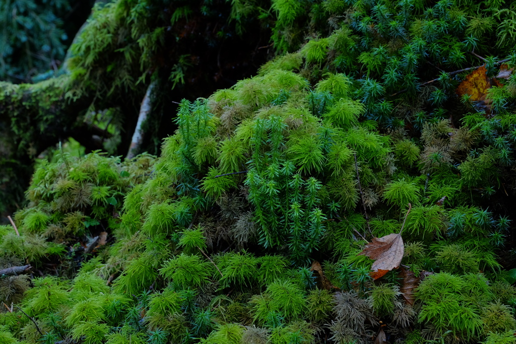 苔の森