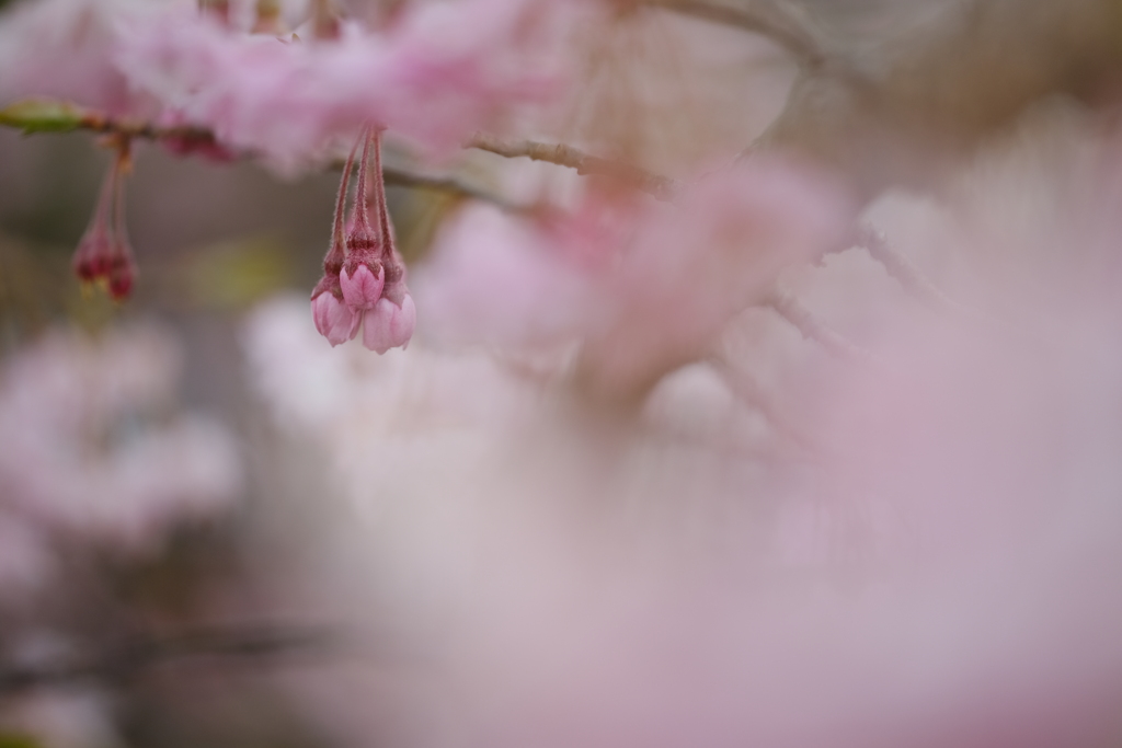 蕾