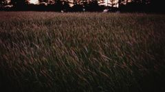 夕暮れの風に吹かれて