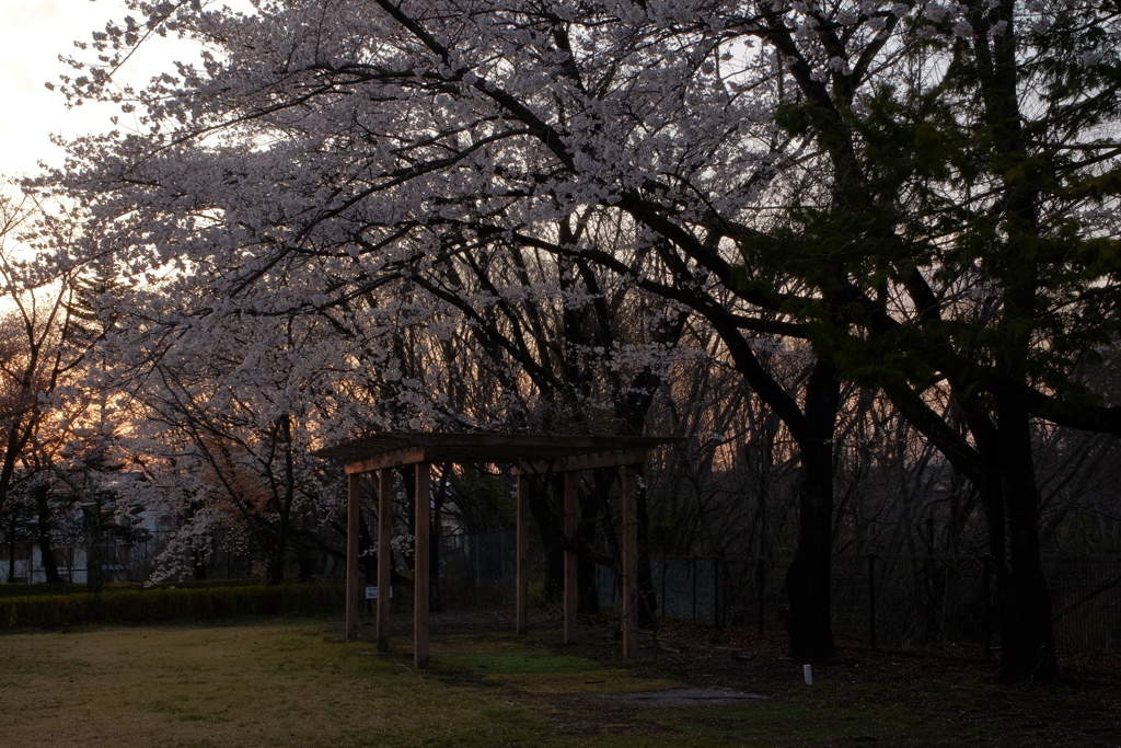 夕暮れの公園