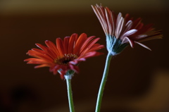 Gerbera