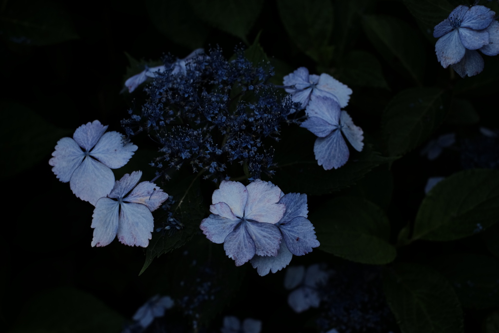 クラシッククロームの紫陽花