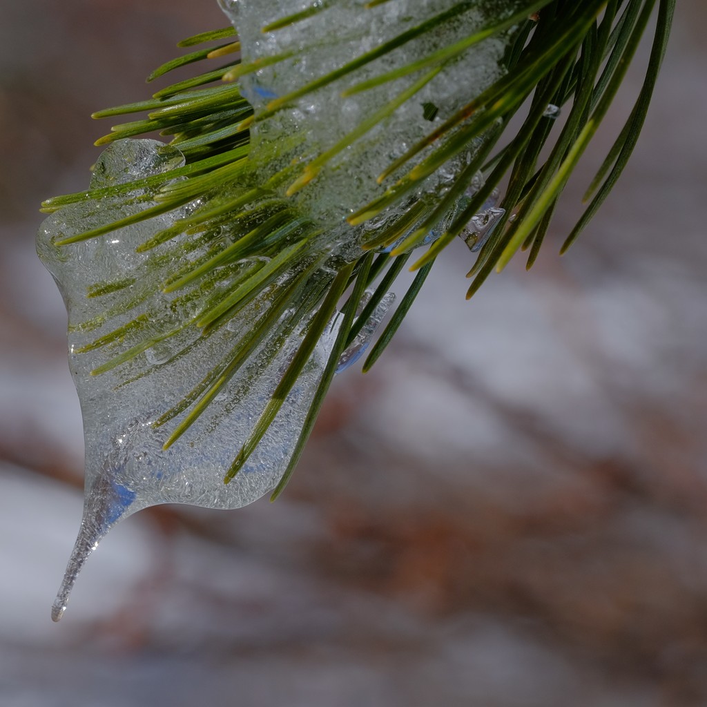 雨氷