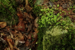 MOSS