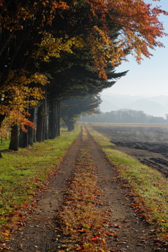 秋の散歩道