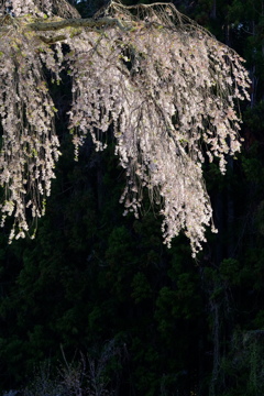 高山村　桜巡り