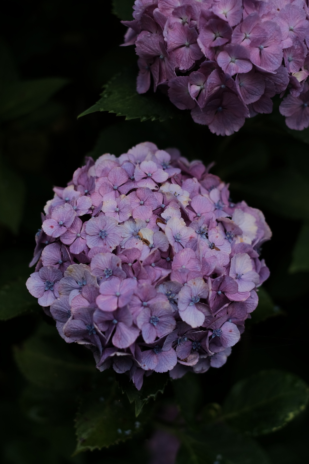 クラシッククロームの紫陽花