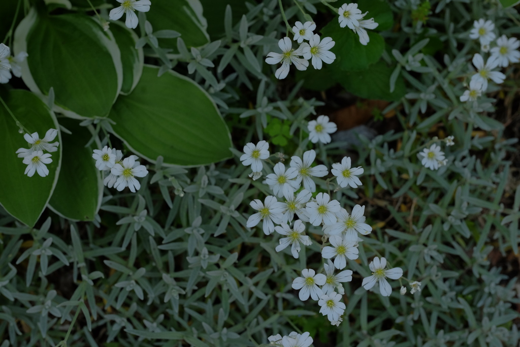 庭の草花