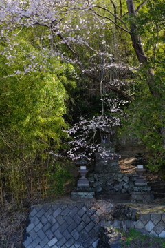 桜の花