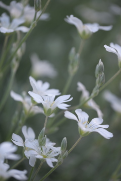 庭の草花