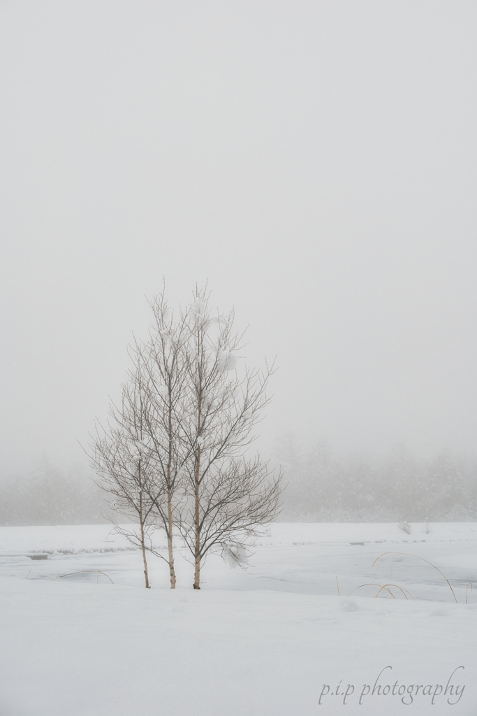 三月の雪