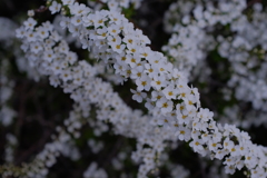雪柳