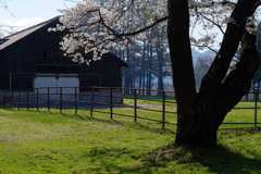 牧場の春
