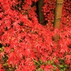 竹紅葉