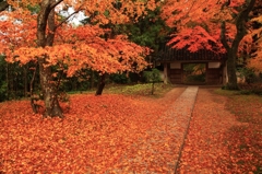 中尊寺　紅葉