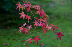 箱根の秋1