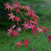 箱根の秋1