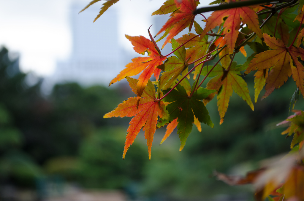 新宿の秋