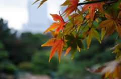 新宿の秋
