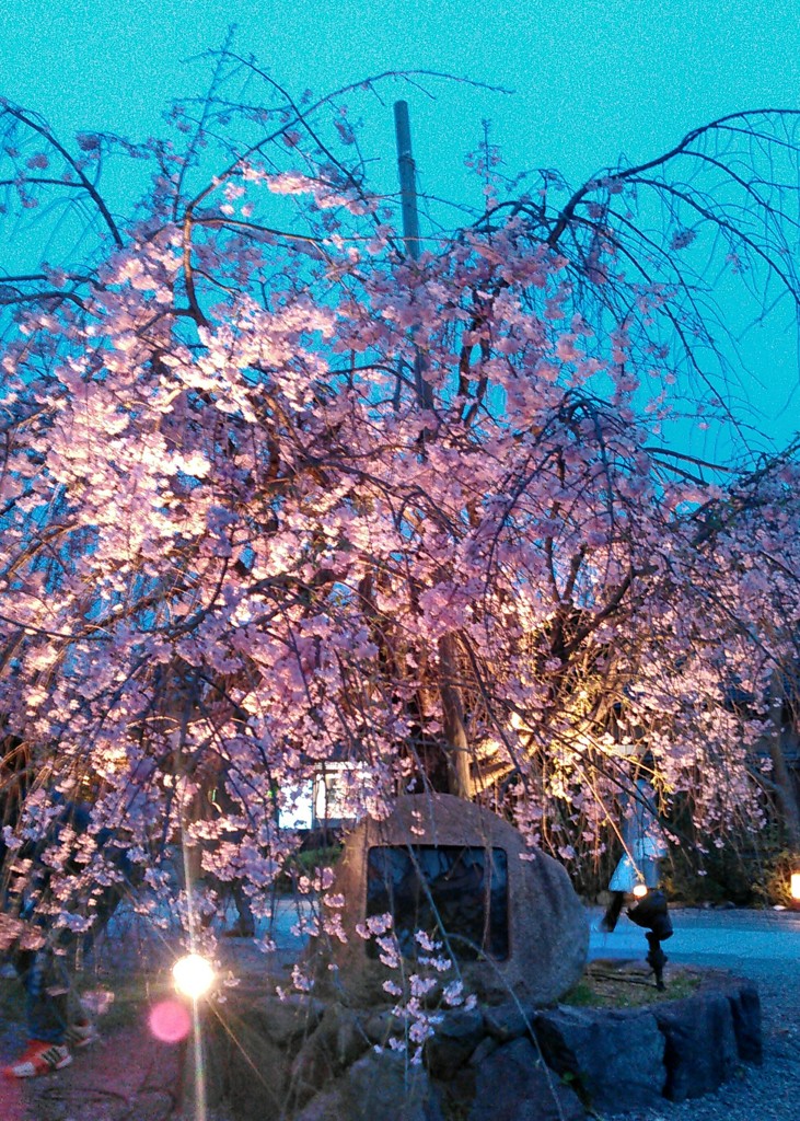 京都・嵐山☆春桜