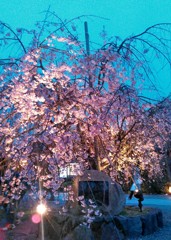 京都・嵐山☆春桜