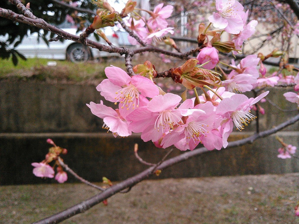 早咲きの河津桜