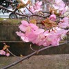 早咲きの河津桜