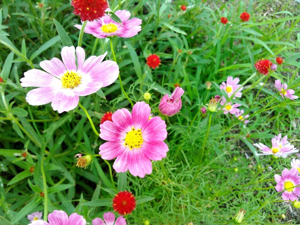 夢コスモス園　(京都 亀岡)