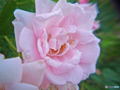 BABYPINK ROSE