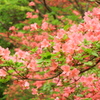 城山のツツジその２
