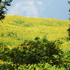 DSCF0129