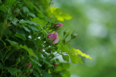 IMGP7465