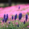 DSCF1179